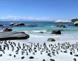 Suloisia afrikanpingviinejä boulders beachilla