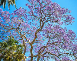 Jacaranda season - 50 shades of purple