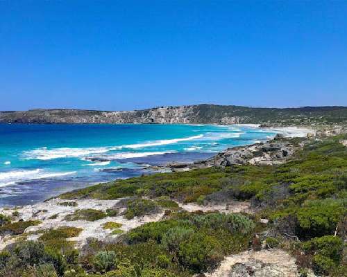 Kangaroo Island - Australian Kengurusaari on ...
