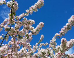 Cherry blossoms in Cowra