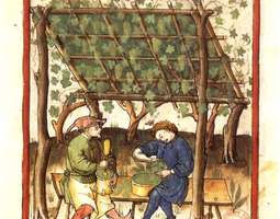 Verjus, keskiaikainen viinietikan korvike