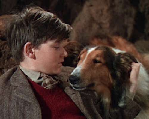 8. luukku: 80 vuotta sitten (Lassie palaa kot...