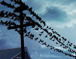 The Birds - Linnut (1963)