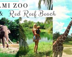 Miami Zoo & Red Reef Beach – Florida Vlogi