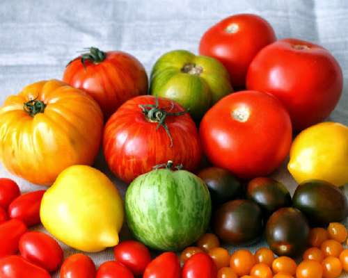 Tomaatti on vuoden 2022 kasvis
