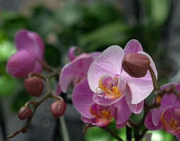 On vain kaksi tapaa kukittaa orkideaa?