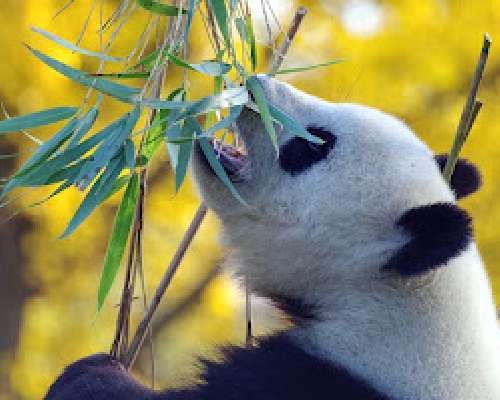 Pandat takaisin Kiinaan