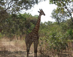 Senegalissakin pääsee safarille