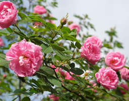 Charming Hurdal Rose
