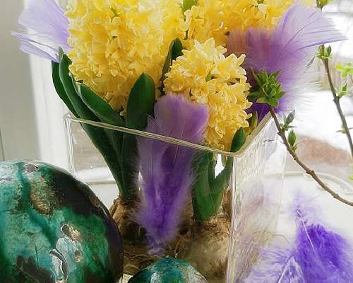 Friday Bliss #186 - Sweet Yellow Hyacinths