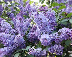 Garden Week - Lilac Charm