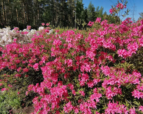 Haaga Rhododendron Park - Azaleas