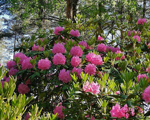 Haaga Rhododendron Park - Rhodos