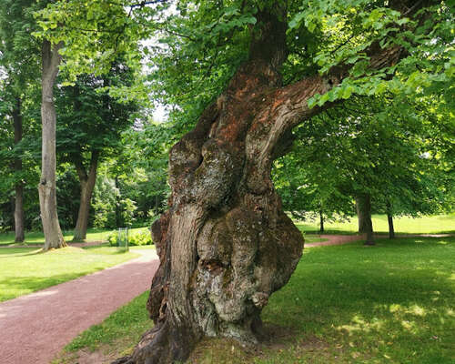 Huge Old Trees of Herttoniemi Manor Park