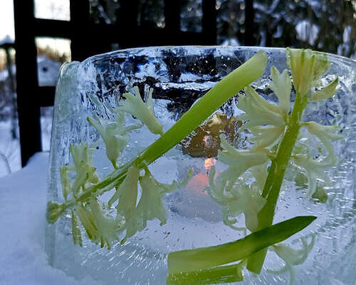 Ice Lantern with Hyacinths