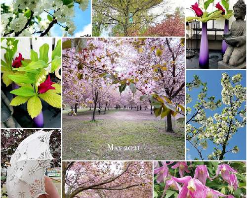 My May in Collage