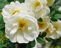 'Refound' Pimpinella Roses