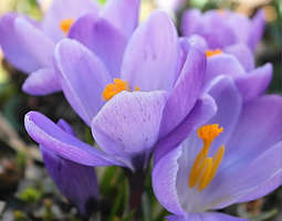 Spring Happiness in Purple