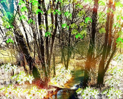 Spring Woods