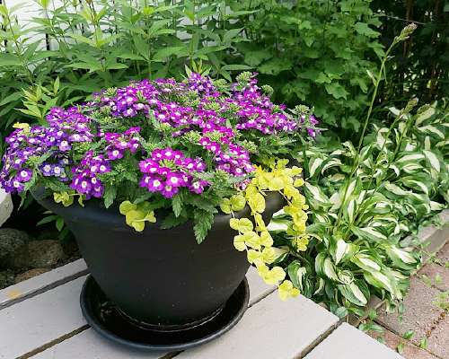 Summer Plantings in Lime & Purple