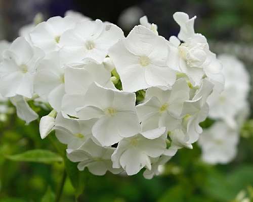 White Blooms of August