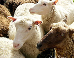 Finnsheep - Nordic Speciality