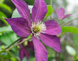 Five Clematis this Friday