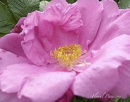 Ruusuiloa - Rose Delight