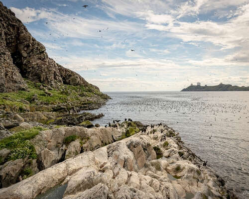 Hornøya, äänekäs lintusaari
