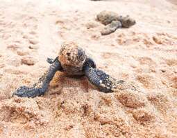 Hikkaduwa – pitkiä hiekkarantoja ja kilpikonnia