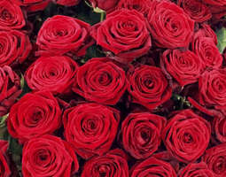 Ruusuja ja oikein hyvää Naistenpäivää sinulle...