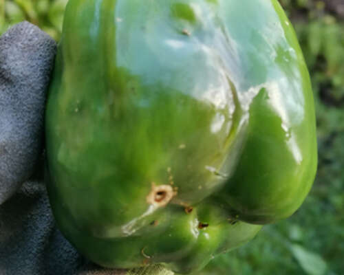 Bell peppers pest issues diseases.. 