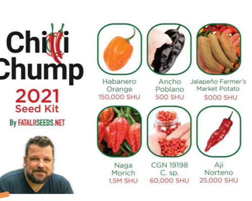 Chili Chump 2021 seed kit. *Germination
