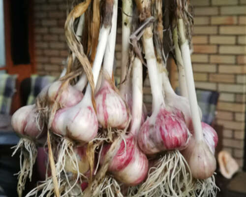Garlic bulbs in fall.. 