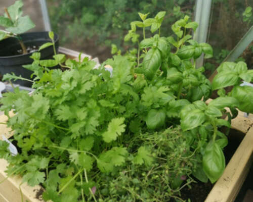 Herbs in the making....