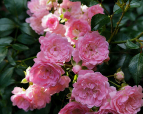 Peittoruusu the fairy rose