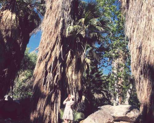 Kalifornian suurin palmukeidas – Indian Canyons