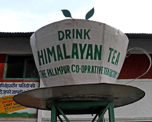Palampur – vähemmän tunnettu Himalajan teekau...