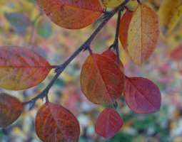 Syksyn värikartta – haaste/ Autumn colourmap ...