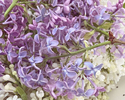 Syrup from lilacs, summer on your plate