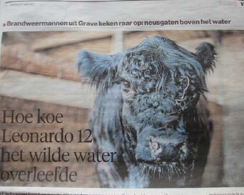 Jo toinen uiva lehmä