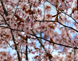 Viikonloppu ja asukuvia kirsikkapuiden katveessa