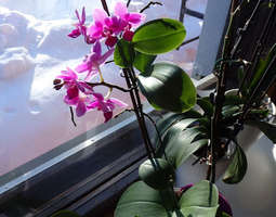 Jatkuvasti kukkiva orkidea