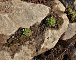 Kivikkorinteen kasveja