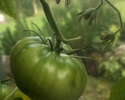 Tomaattiviidakossa