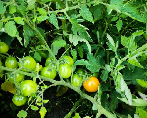 Chilihillo vihreistä tomaateista