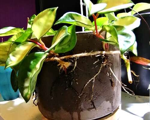 DIY terracotta planter