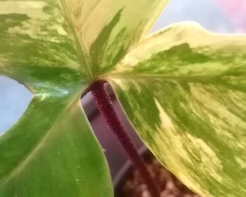 Esittelyssä Philodendron Florida Beauty