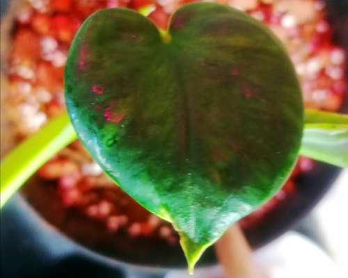 Esittelyssä Syngonium macrophyllum Frosted Heart