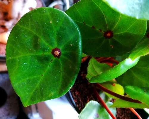 Esittelyssä harvinainen Begonia conchifolia v...